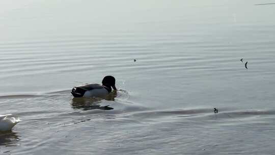 鸭子在湖里觅食视频素材模板下载