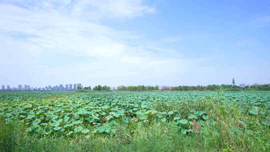 武汉江夏区黄家湖湿地公园