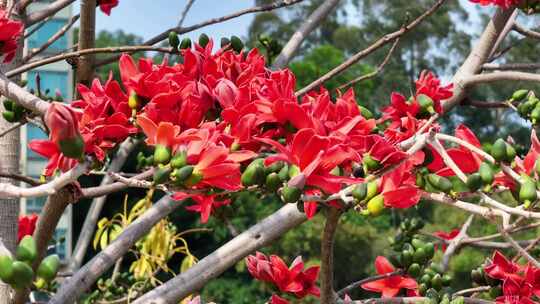 盛开的木棉花特写