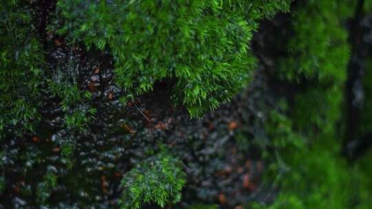 苔藓青苔滴水