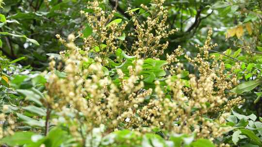 龙眼树开花实拍