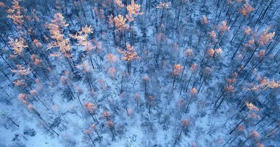 航拍林海雪原雪林夕照