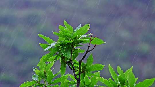 夏季下雨天山林植物树叶水珠特写