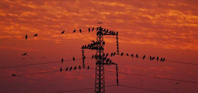 夕阳下电塔上栖息的鸟群
