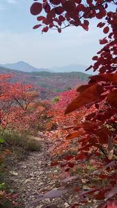 济南红叶谷景区，红叶满山迎来最佳观赏