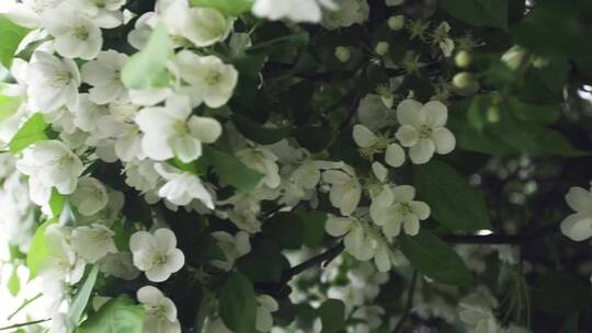 覆盖在树上的白花