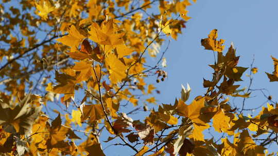晴朗天气下的北山街金黄梧桐秋景