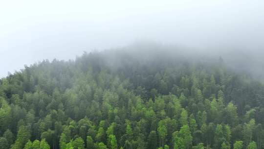 雨后森林航拍雪松树林云雾缭绕绿色生态环境