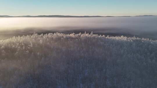 林海雪原云雾飘飘雾凇美景241122 (9)