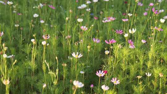 小清新鲜花阳光和雏菊