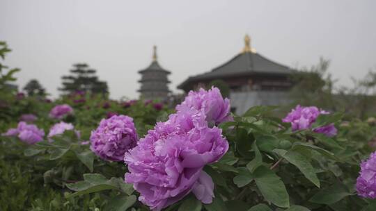 洛阳牡丹鲜花盛开生机勃勃绿叶古建筑素材