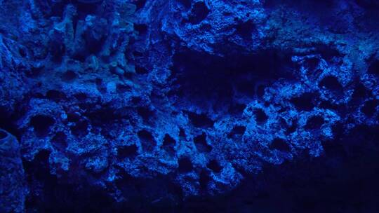 蓝色海底深海神秘热带鱼