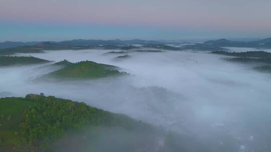 茶山茶园云海日出