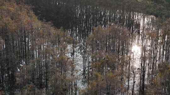 佛山市顺德伦教大涌水杉湿地候鸟白鹭群