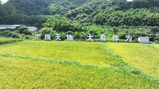 中国广东省广州市白云区太和镇白山村稻田