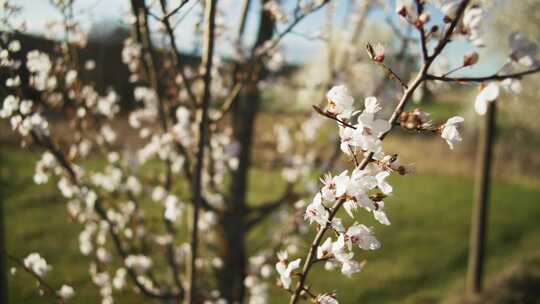 德国农田苹果兰花上的小树枝上的白色花朵吹