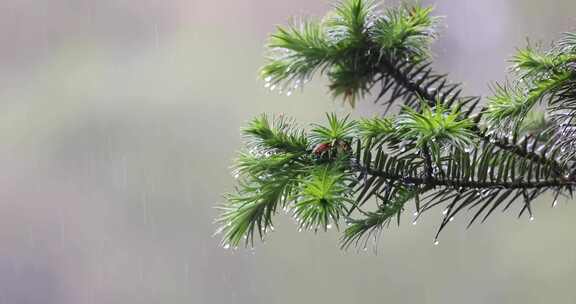 下雨天松树树叶特写唯美意境升格