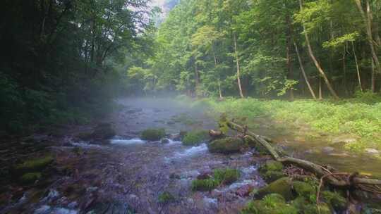 航拍绿色森林晨雾中的清澈溪流张家界金鞭溪视频素材模板下载