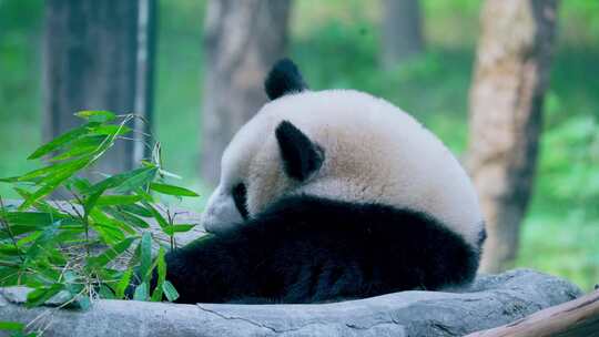大熊猫吃竹子渝可