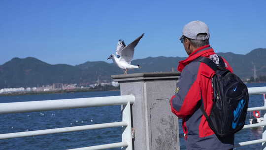 周末海边喂海鸥