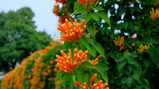 炮仗花藤蔓 爬墙植物爬满围墙