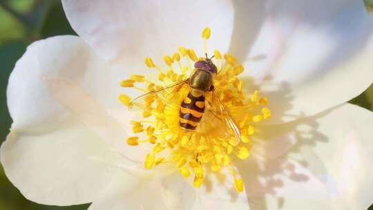 春天蜜蜂在花朵采蜜视频素材模板下载