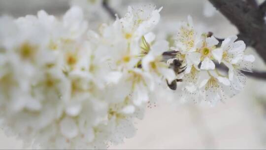 春天杏树花上的蜜蜂