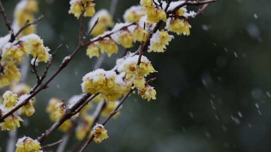 春天公园大雪中的腊梅花空境升格