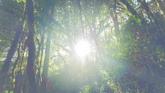 阳光逆光原始森林