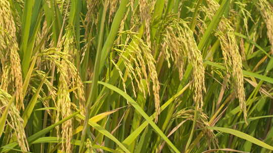 金黄的水稻穗田野五常大米丰收