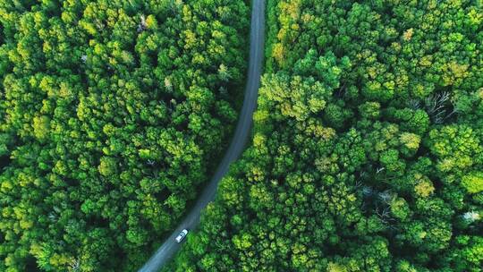 车辆在蜿蜒的森林道路上行驶