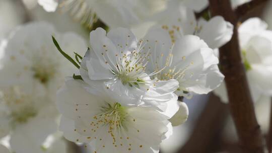 【镜头合集】白色花朵花瓣桃花梅花