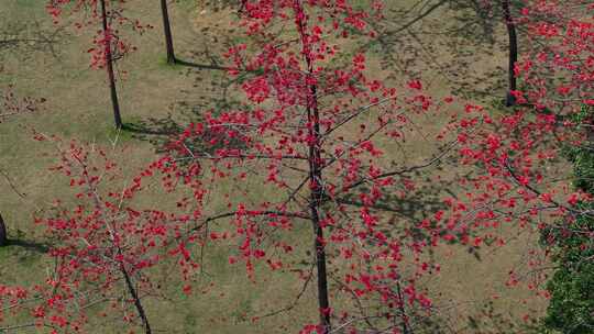 盛开的木棉花
