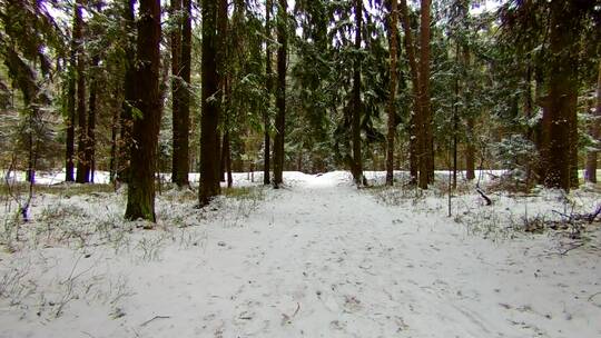 森林中被雪覆盖的道路