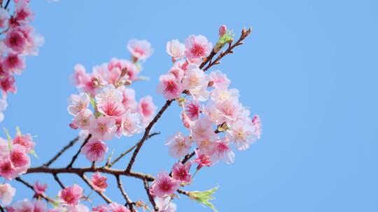 春分樱花春分立春樱花春天视频春天立春樱花