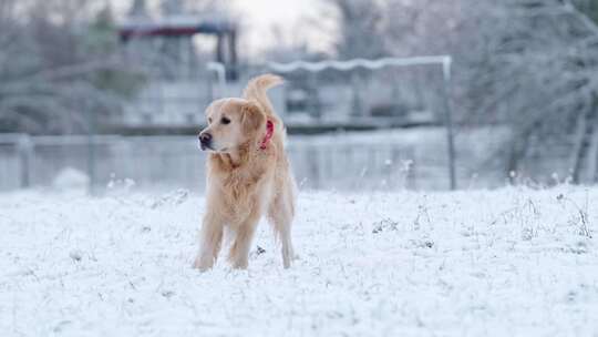 美丽的金毛猎犬玩玩具，在雪地里奔跑