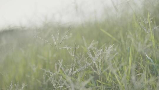 逆光小清新素材 水边 野草 胶片感 空镜头