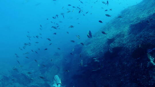海底游动的鱼群视频素材模板下载