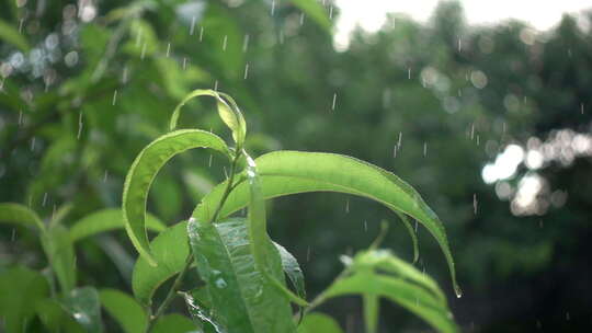 雨水滴落在树叶上