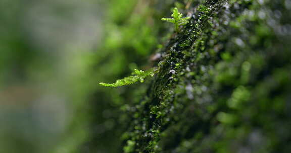 大自然 山野 细雨 苔藓