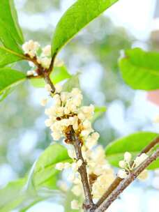 桂花 桂花特写 桂花树