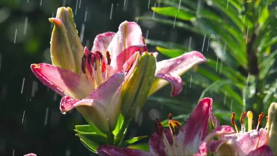 雨中的粉色百合花