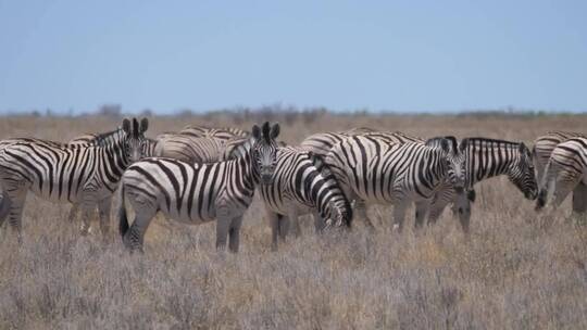 干燥的稀树大草原上的一群斑马