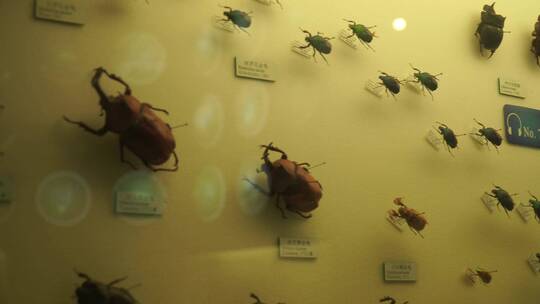 昆虫甲虫巨齿蛉马蜂螳螂独角仙标本视频素材模板下载