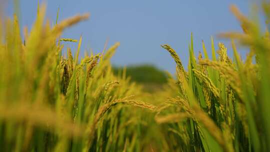 稻田 稻穗 农业