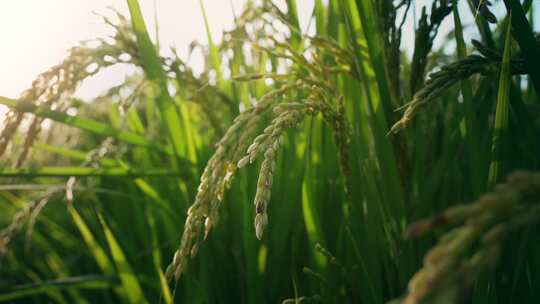 水稻稻田稻穗