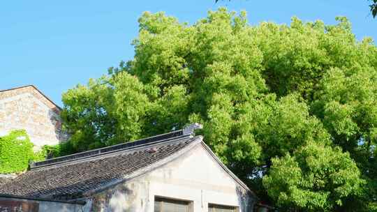 老建筑屋顶树荫树木