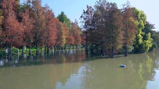 广州海珠湖公园落羽杉林湖景自然风光