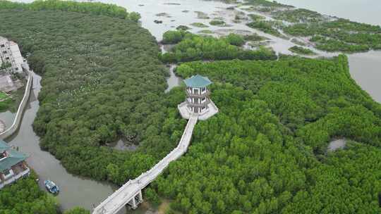 惠州盐洲岛白沙村红树林保护区