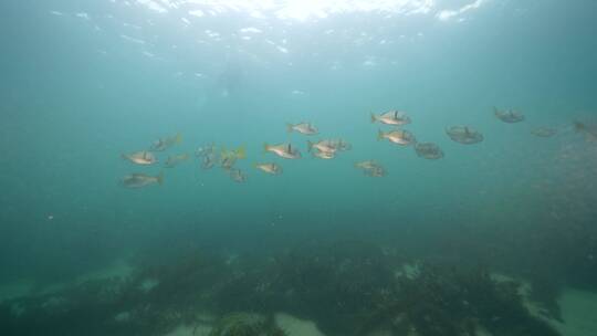 海底海草鱼类海洋生物